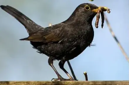 Cover image for Lebendigkeit