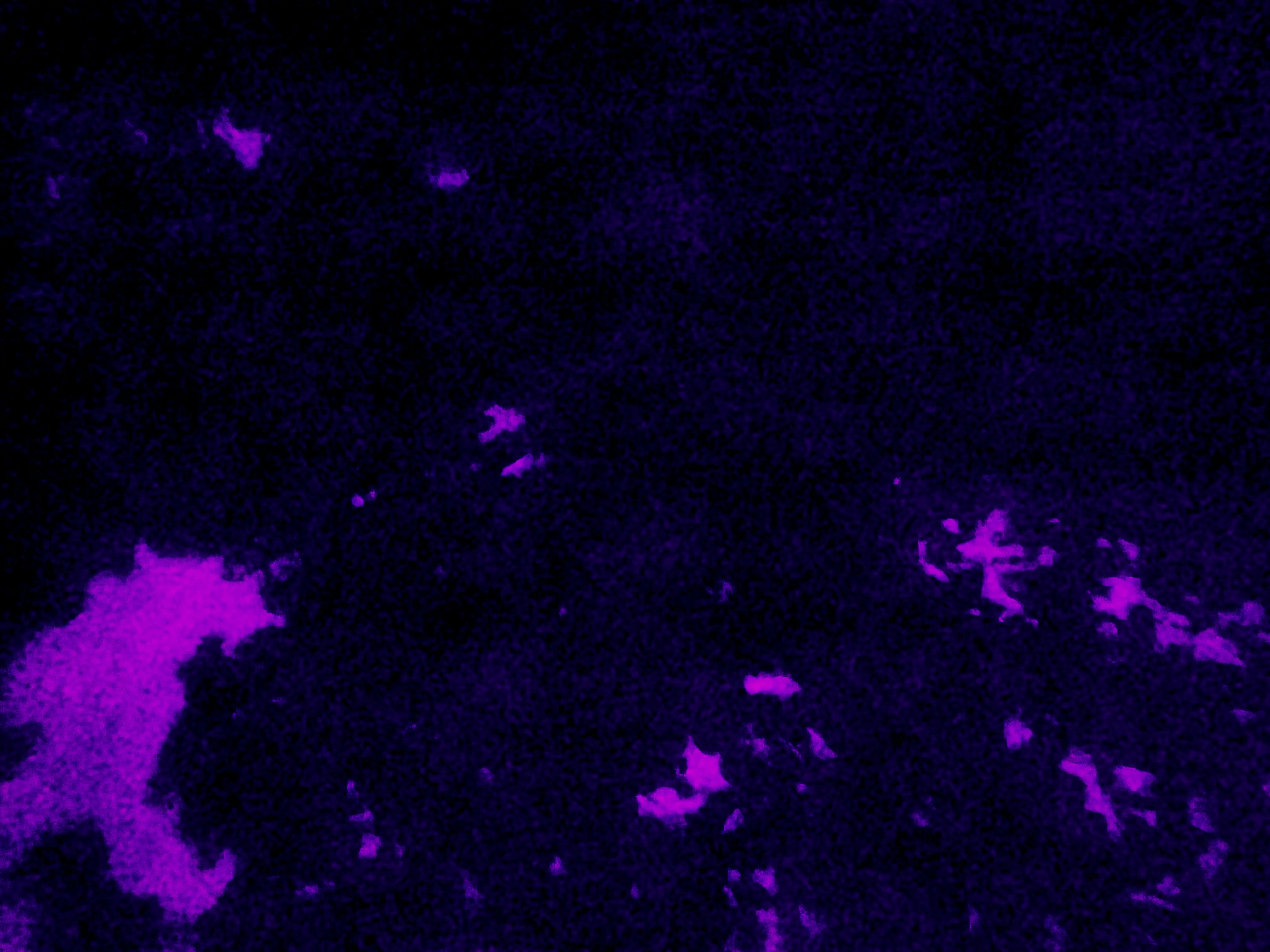 Cover image for Waldeshimmel