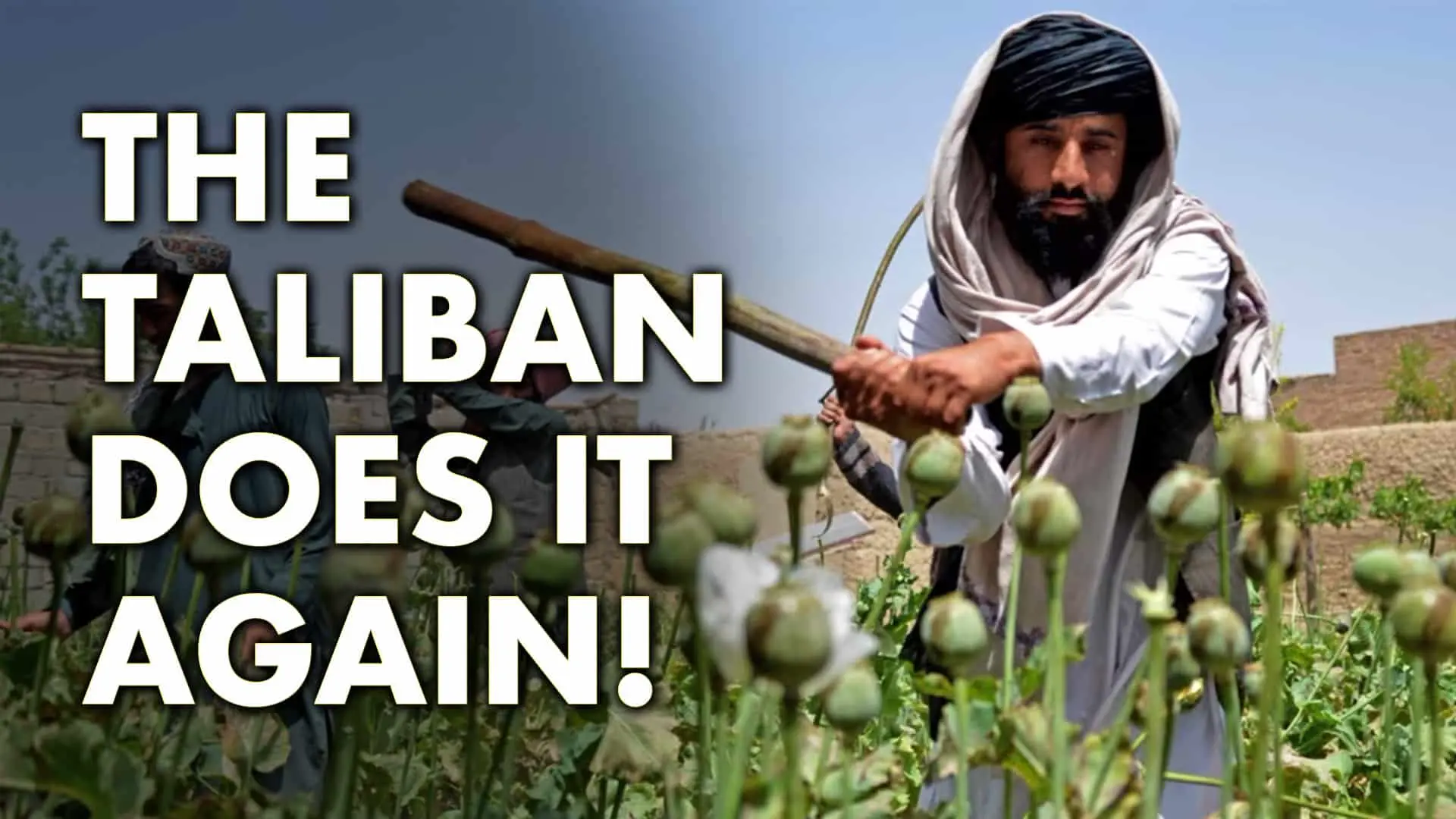 Cover image for The Taliban Does It Again!