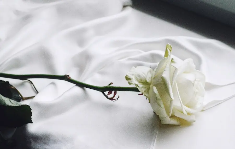 Cover image for Wissen und Gewissen