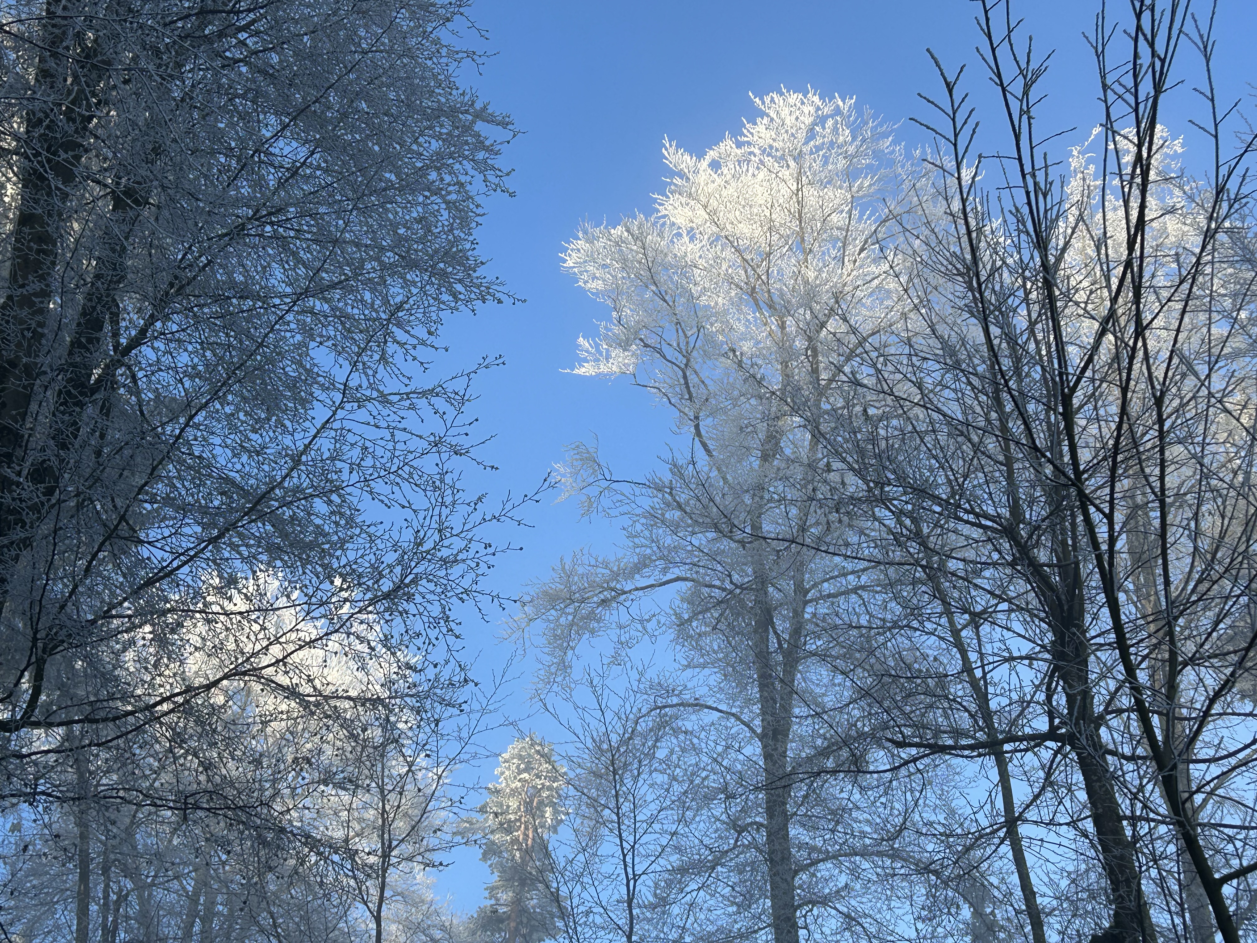 Cover image for Starkes Immunsystem (statt Impfen)