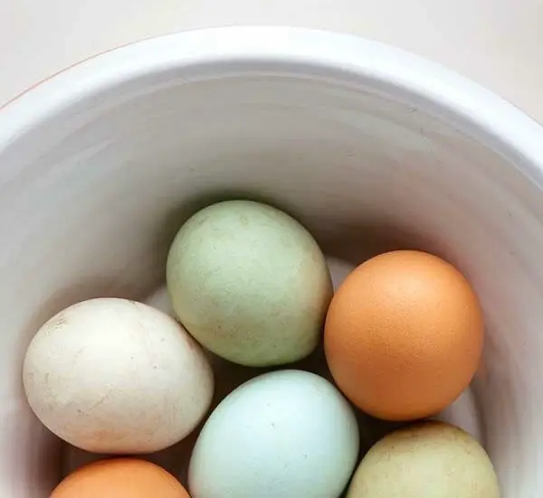 Cover image for Eiweiss ist Leben!