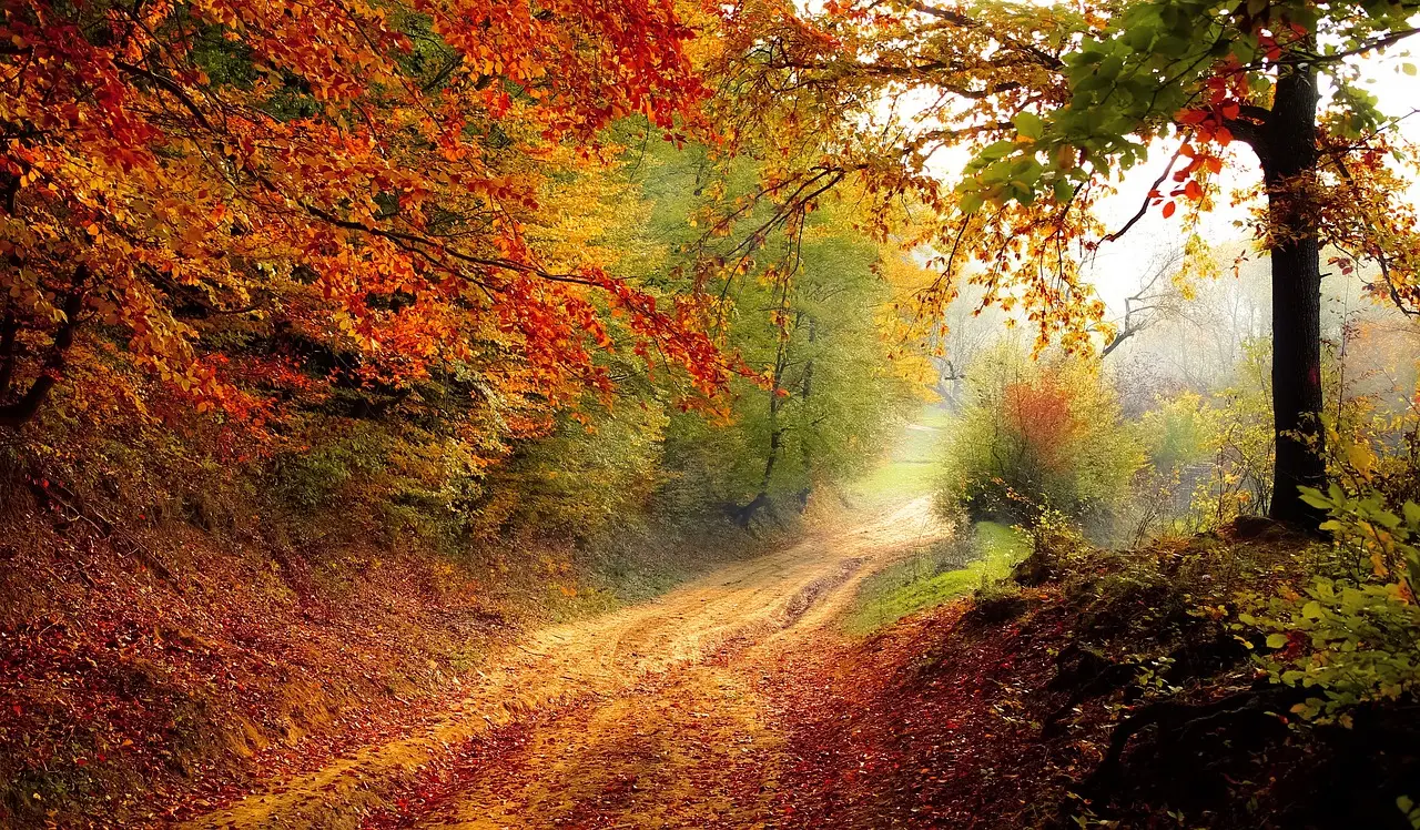 Cover image for Herbstkurse